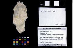 Foto (Objekt + Etikett) von Astacodes sp.  (NHMW-GEO-1990-0041-3986)